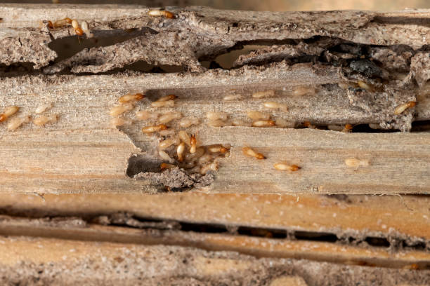 Best Flea Control Services  in Pelican Bay, TX