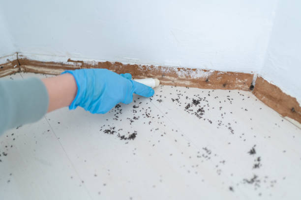 Best Ant Control Services  in Pelican Bay, TX